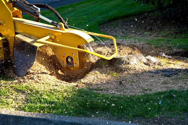 Large oak removal in Harborcreek